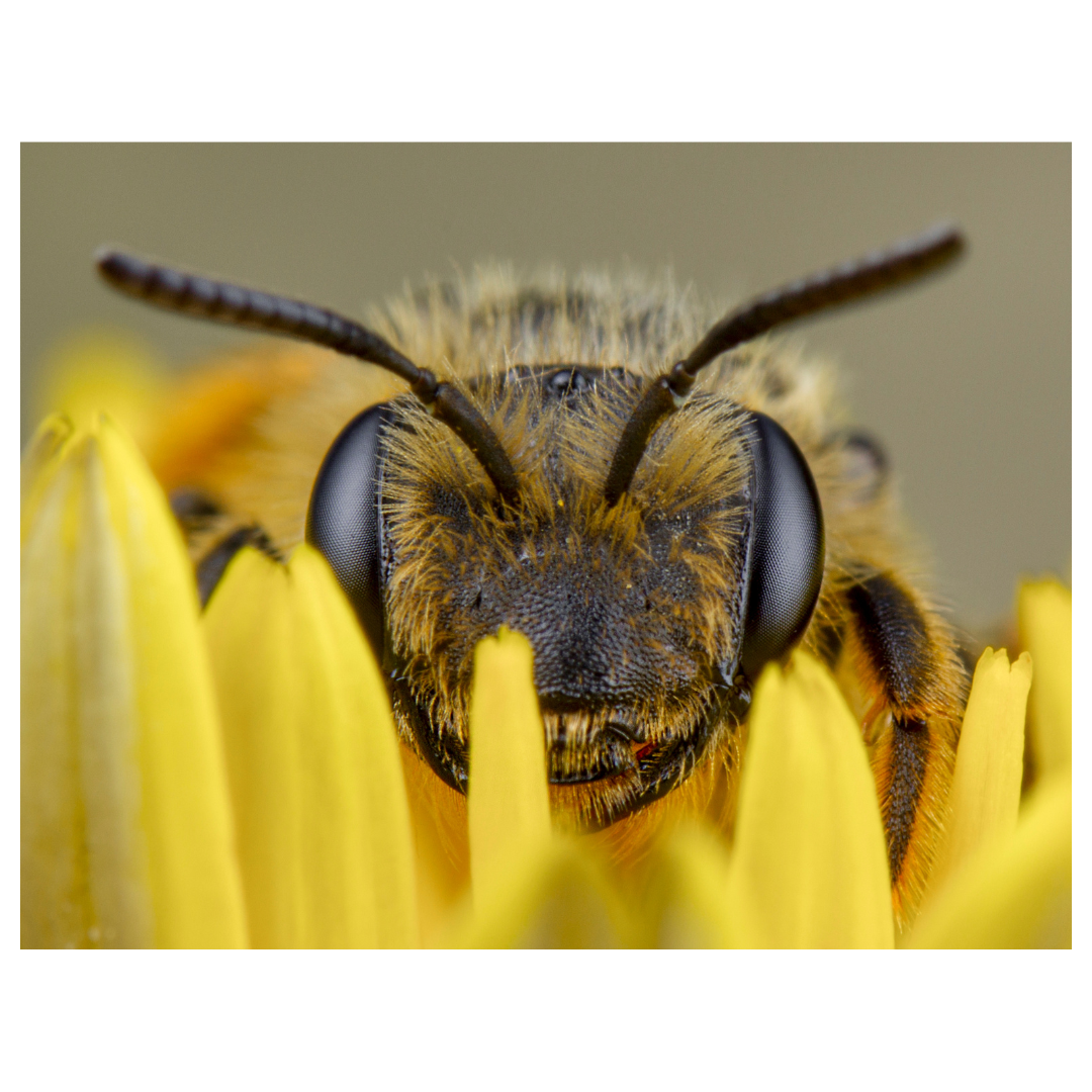 Bee on yellow flower.