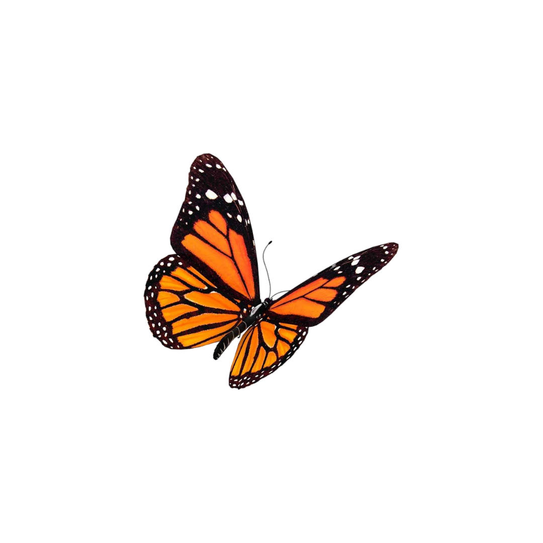 Monarch Butterfly<br />
