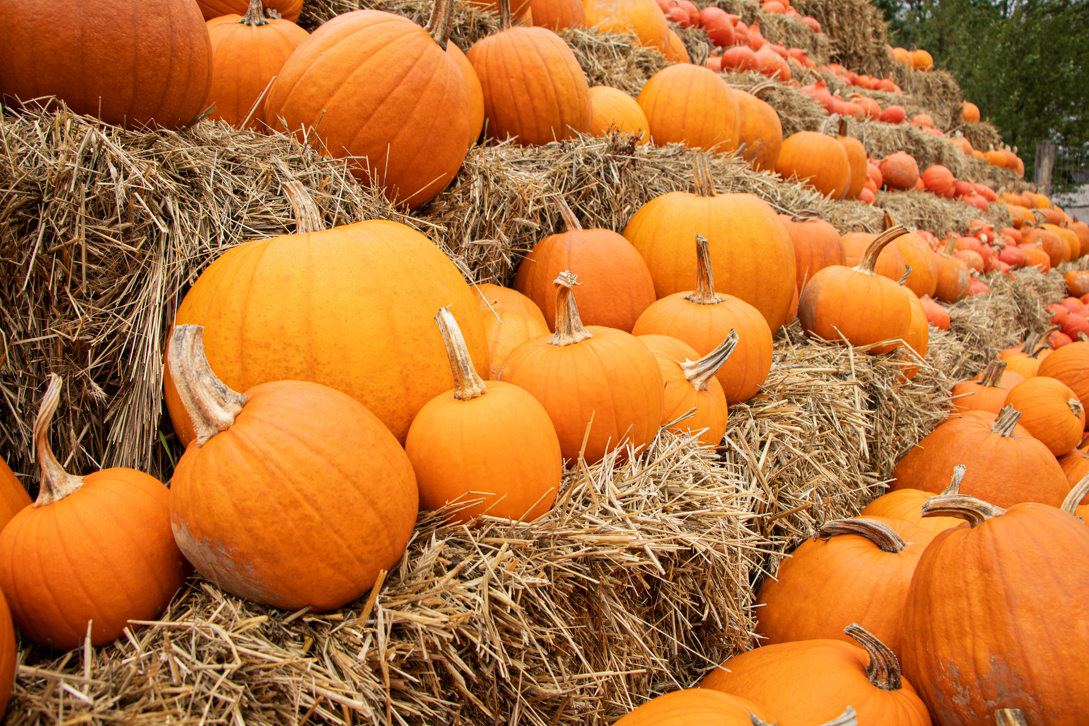 iStock 1425911668